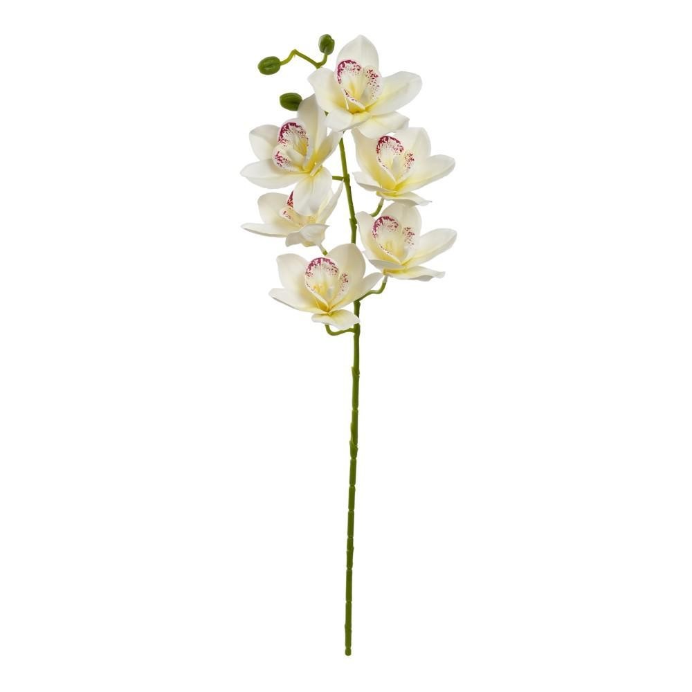 CIMBIDIUM 6 FIORI CM.68 VERDE